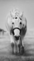 Horse Live Wallpaper تصوير الشاشة 3