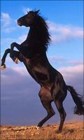 Cavalo Papel de Parede Animado imagem de tela 3