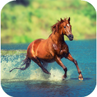 Horse Wallpapers أيقونة