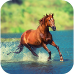 Horse Wallpapers icon