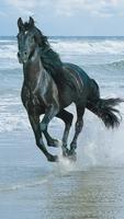 Horse Wallpaper الملصق
