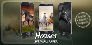 Pferde Hintergrundbilder