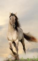 Horses Live Wallpaper โปสเตอร์