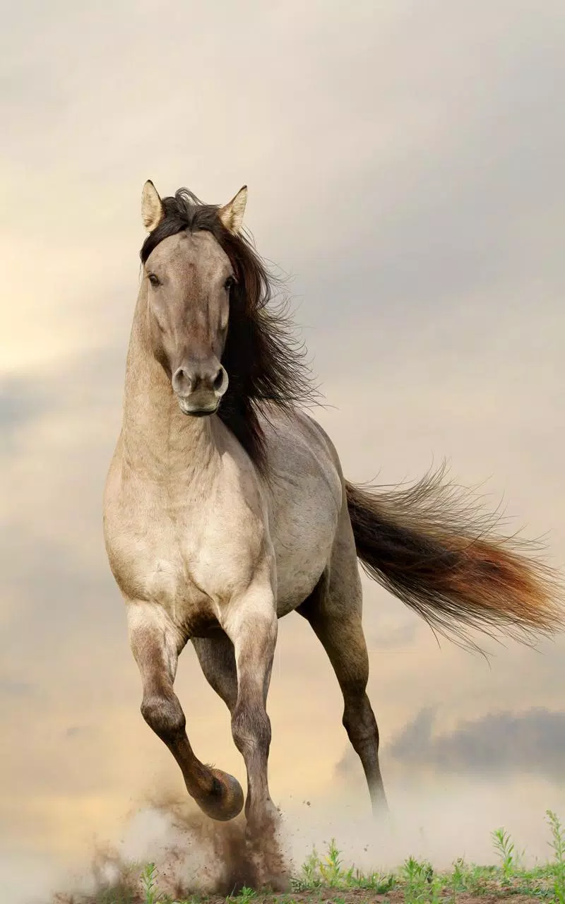 Horses by Dream World HD Live Wallpapers para Android baixar grátis. O  papel de parede animado Cavalos de Android.