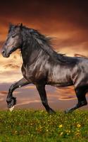 Horses Live Wallpaper ภาพหน้าจอ 3