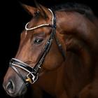 Horses Live Wallpaper-icoon