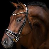 Horses Live Wallpaper أيقونة