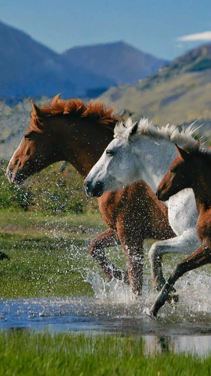 Tải xuống APK Horses Live Wallpaper cho Android