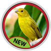 How to lure birds APK