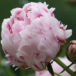 Paeony Flowr my love 1999