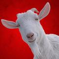Mr. Goat