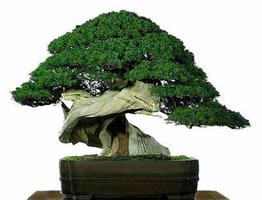 Bonsai Plant Design Idea capture d'écran 3