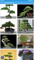 Ideas Bonsai Trees পোস্টার