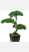 Ideas Bonsai Trees اسکرین شاٹ 2