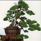 Creative ideas of bonsai plants आइकन