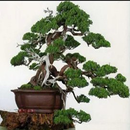 Ide kreatif tanaman bonsai APK