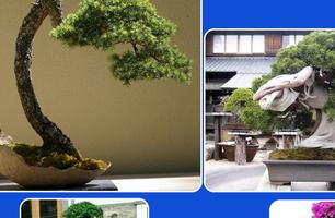 Idées créatives de plantes à bonsaï capture d'écran 1