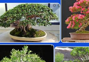 Idées créatives de plantes à bonsaï capture d'écran 2