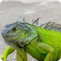 Iguanas Wallpaper