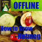 How to Grow Nutmeg icon