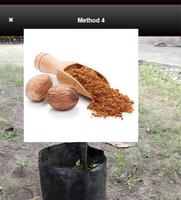 How to Grow Nutmeg poster