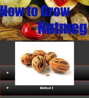 How to Grow Nutmeg screenshot 3