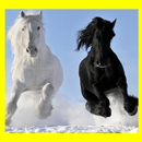 Images of Horses Free, HD Wallpaper APK