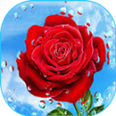 Fleurs et roses Gif APK