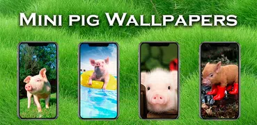Papéis de parede de Mini Porco