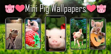 Mini Pig Wallpapers
