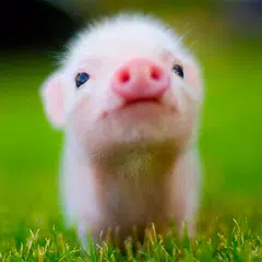 Mini Schweine Hintergründe APK Herunterladen