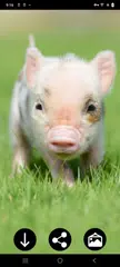 Mini Pig Wallpapers XAPK 下載