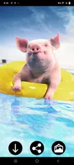 Mini Pig Wallpapers XAPK 下載
