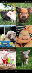 Mini Pig Wallpapers XAPK 下載