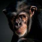 Monkey Wallpapers-icoon