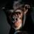 Monkey Wallpapers APK