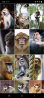 Monkey Wallpapers screenshot 3
