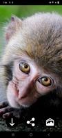 Monkey Wallpapers-poster