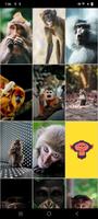 Monkey Wallpapers screenshot 1