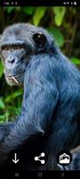 Monkey Wallpapers screenshot 2