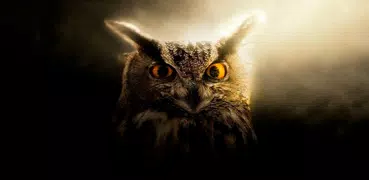 Owl Wallpapers: Night predator
