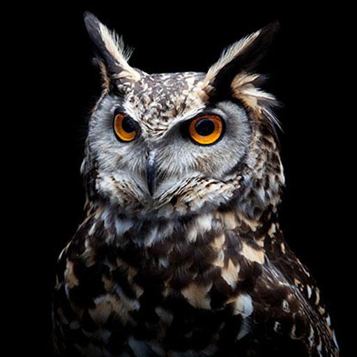 Owl Wallpapers: Night predator
