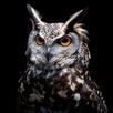 Owl Wallpapers: Night predator APK