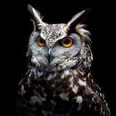 Owl Wallpapers: Night predator APK