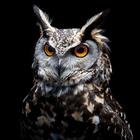 Owl Wallpapers biểu tượng
