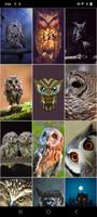 برنامه‌نما Owl Wallpapers عکس از صفحه