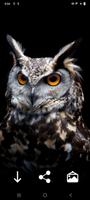 Owl Wallpapers پوسٹر