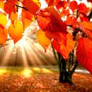 Fall Wallpapers APK