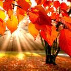 Fonds d'écran d'automne icône