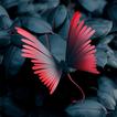 Butterfly Wallpapers icon